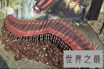 巨型马陆被人们成为陆地爬行霸王 它又称为千足虫
