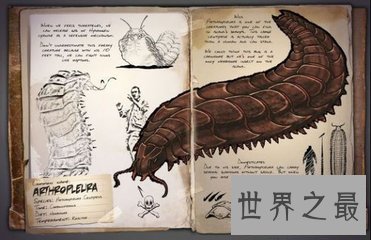 巨型马陆被人们成为陆地爬行霸王 它又称为千足虫