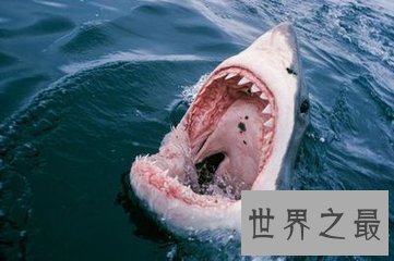 虎鲸和大白鲨都是海洋中的霸主 那么虎鲸vs大白鲨谁更厉害呢