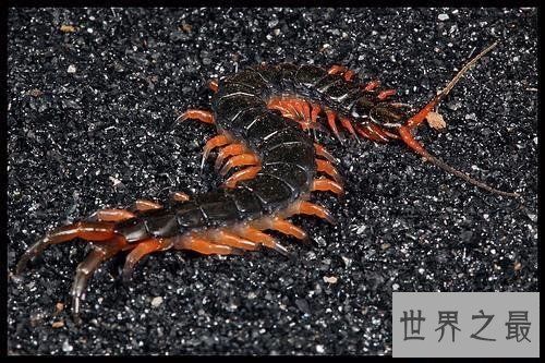 世界上最大的巨型蜈蚣，看着让人头皮发麻！