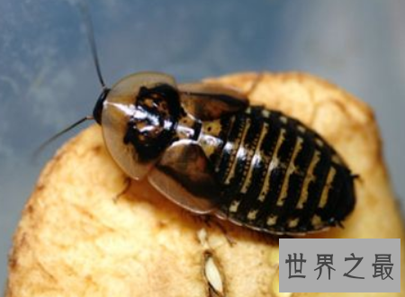 杜比亚蟑螂不是四害它竟然还有药用价值