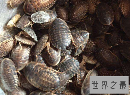 杜比亚蟑螂不是四害它竟然还有药用价值