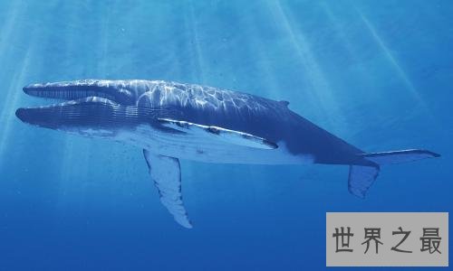 蓝鲸图片，世界上最大的鲸，据说他的舌头上可以供50个人站立
