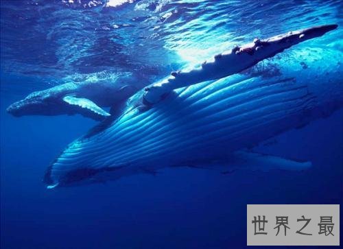 蓝鲸图片，世界上最大的鲸，据说他的舌头上可以供50个人站立
