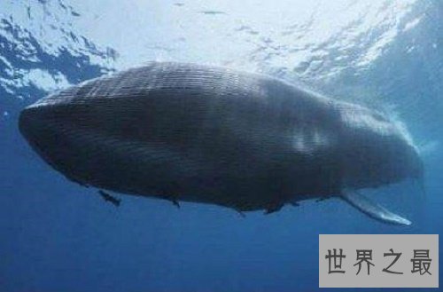 蓝鲸图片，世界上最大的鲸，据说他的舌头上可以供50个人站立