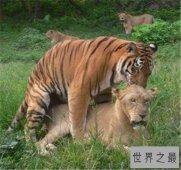 狮虎兽VS虎狮兽谁更厉害 两者的成活率仅有50万分之一