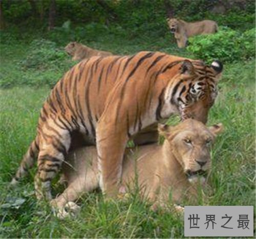狮虎兽VS虎狮兽谁更厉害 两者的成活率仅有50万分之一