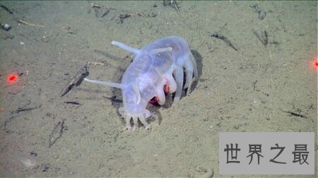 海猪的长相非常的可爱 它有很多触手哦