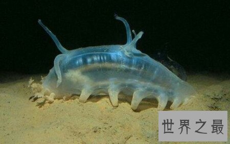 海猪的长相非常的可爱 它有很多触手哦