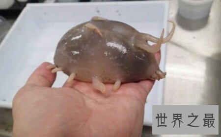 海猪的长相非常的可爱 它有很多触手哦