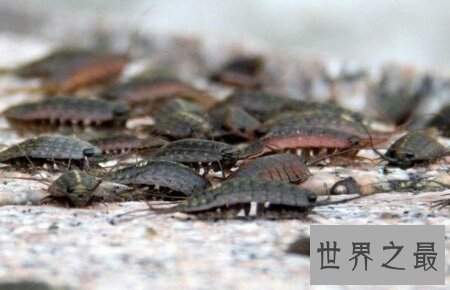 海蟑螂不仅是一种动物 而且它还是一种药材