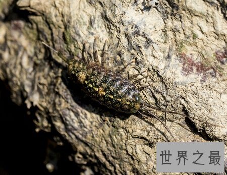 海蟑螂不仅是一种动物 而且它还是一种药材