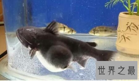 大嘴鲸不是鲸鱼 而是鲶鱼科的一种