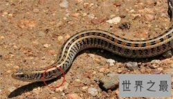 真足蛇到底现在还存在不存在 这仍然是个谜