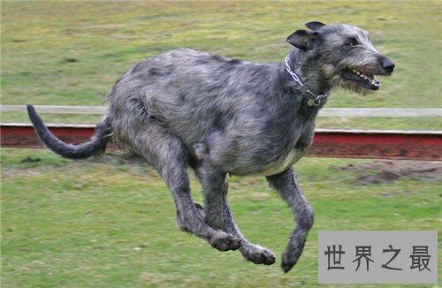 爱尔兰猎狼犬性格特征介绍 价格不贵对主人忠诚
