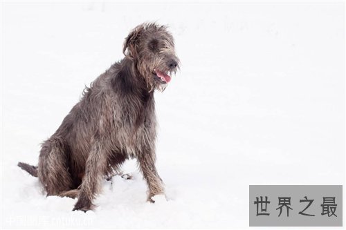 爱尔兰猎狼犬性格特征介绍 价格不贵对主人忠诚