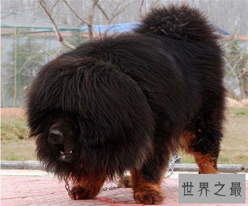 獒王是什么 世界上最大的獒王介绍