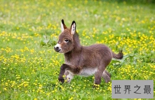 迷你驴是什么萌宠 继草泥马之后又一新宠