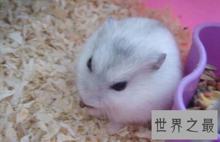 仓鼠的寿命很长 但他具体的寿命是都少呢