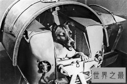 世界名狗都有哪些 著名的忠犬八公感动众人