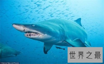 不要被灰鲭鲨的外表欺骗了 原来它这么凶猛啊