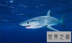 不要被灰鲭鲨的外表欺骗了 原来它这么凶猛啊