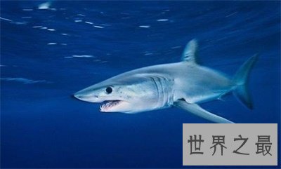 不要被灰鲭鲨的外表欺骗了 原来它这么凶猛啊
