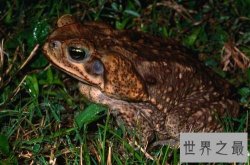 世界上最大的蟾蜍是海蟾蜍，比你见过的所有蟾蜍都大