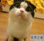 曼赤肯猫是一种矮脚猫 长的非常的可爱