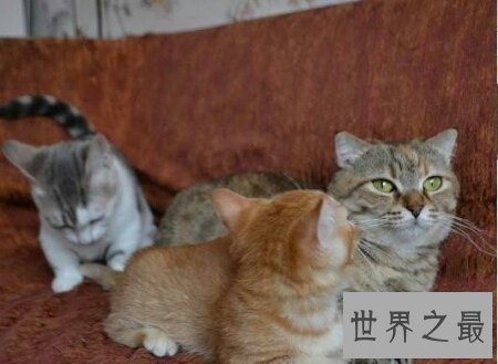 曼赤肯猫是一种矮脚猫 长的非常的可爱