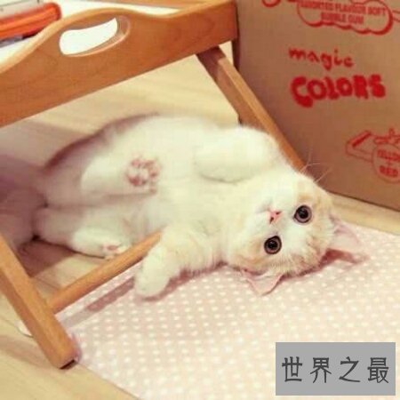 曼赤肯猫是一种矮脚猫 长的非常的可爱