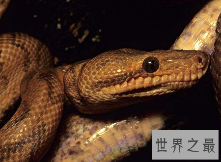 蚺与蟒的区别不要再说错了它们不一样