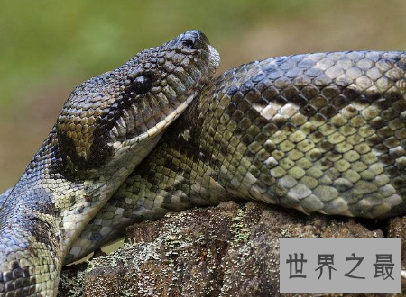 蚺与蟒的区别不要再说错了它们不一样