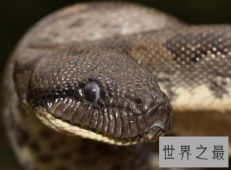 蚺与蟒的区别不要再说错了它们不一样