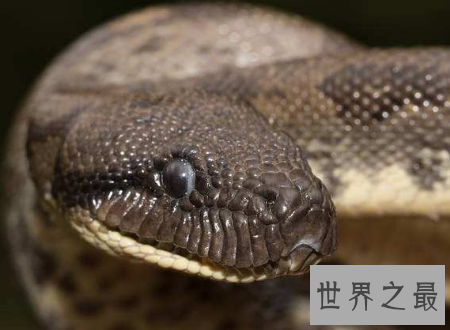 蚺与蟒的区别不要再说错了它们不一样