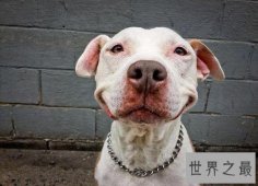 人面狗，据说这种狗的长相是随主人的？？？