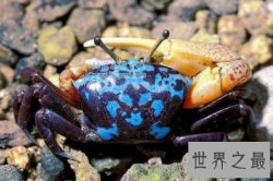 巨招潮蟹，生活在海边的弄潮儿，为何一只蟹钳独大