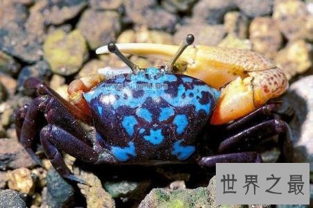 巨招潮蟹，生活在海边的弄潮儿，为何一只蟹钳独大