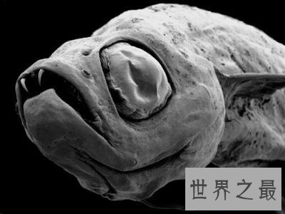 各种环境下最奇怪的动物，大自然的鬼斧神工