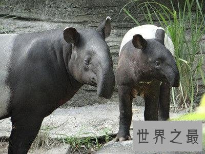 各种环境下最奇怪的动物，大自然的鬼斧神工