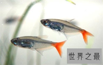 玻璃鱼这么漂亮 背后的真相真是心酸