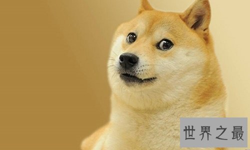 我是柴犬,你们经常把我跟秋田犬搞混,没错就是那个叫八公的家伙