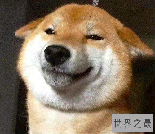 我是柴犬,你们经常把我跟秋田犬搞混,没错就是那个叫八公的家伙