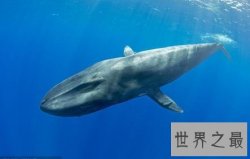 世界上最大的动物跟它比起来你好小好小只