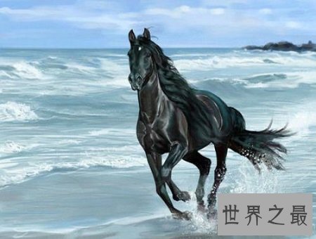 自古以来就在我国很受欢迎的汗血宝马，即便如今价格不减！