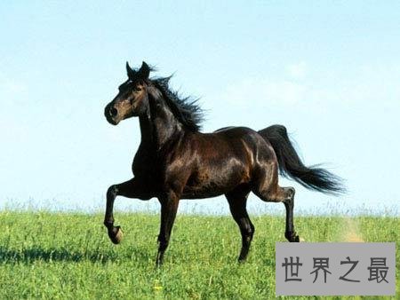 自古以来就在我国很受欢迎的汗血宝马，即便如今价格不减！