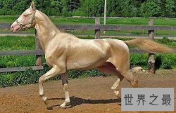 自古以来就在我国很受欢迎的汗血宝马，即便如今价格不减！