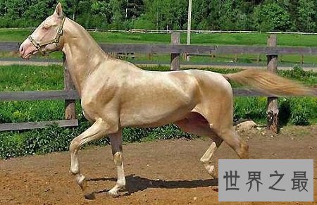 自古以来就在我国很受欢迎的汗血宝马，即便如今价格不减！