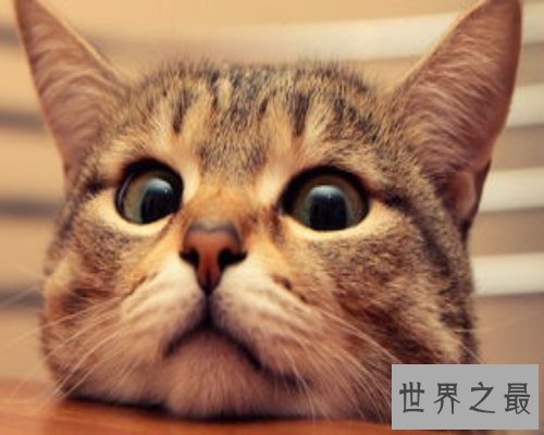 人都容易做梦 梦见猫是什么意思