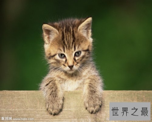 人都容易做梦 梦见猫是什么意思